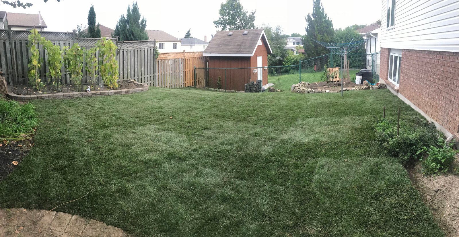 Sod Installation Hespeler 6 Freshly laid rolls of sod on a residential backyard lawn in Hespeler.