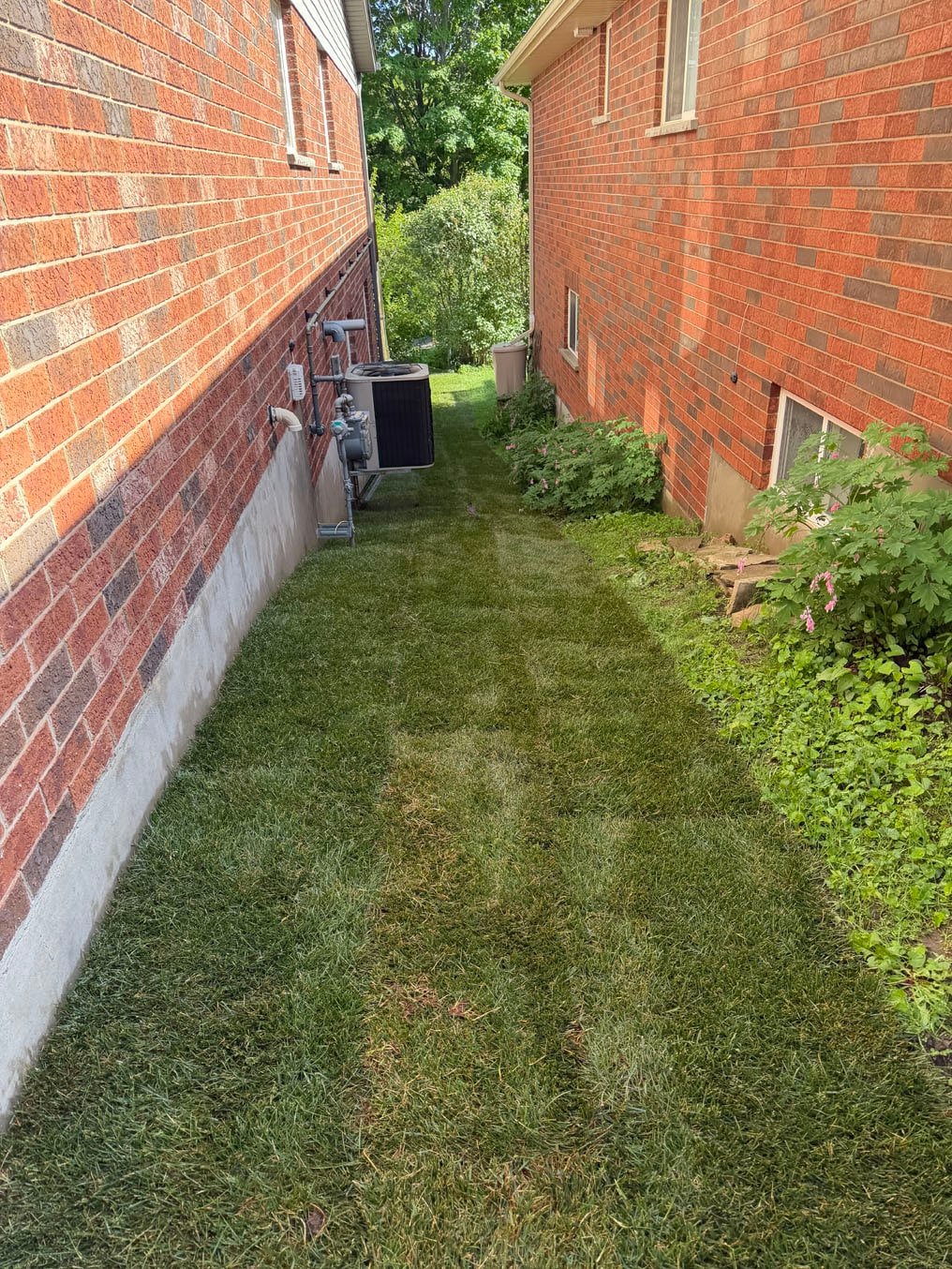 Sod Installation On Brisbane Drive, Kitchener 4 New sod laid along the narrow side yard between two brick houses on Brisbane Drive, Kitchener