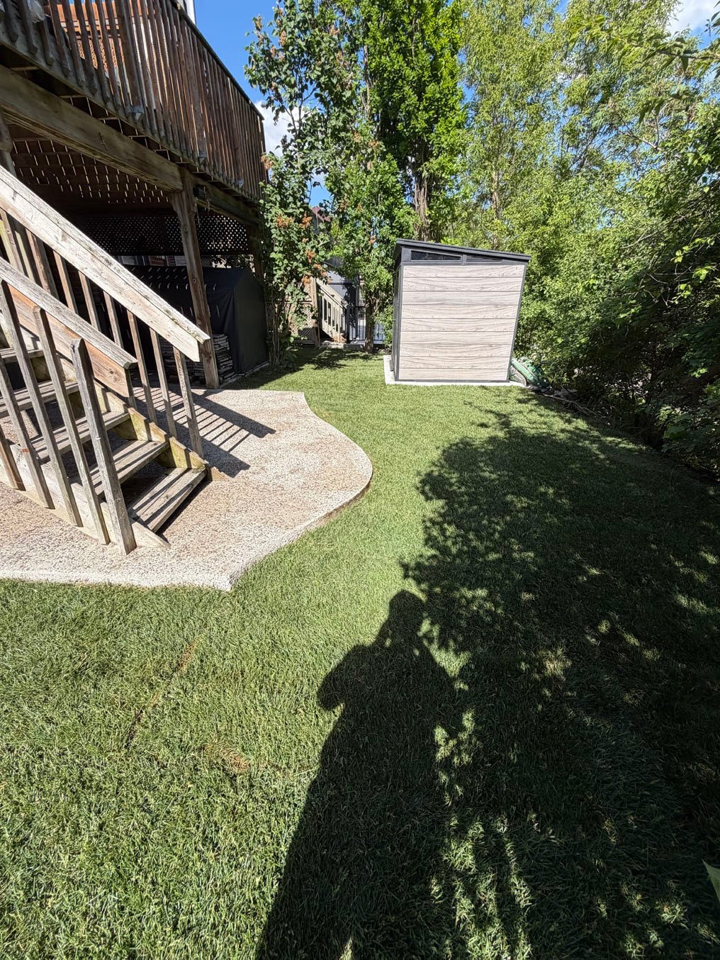Sod Installation On Brisbane Drive, Kitchener 11 Freshly laid sod across the back yard to the shed beneath the deck at the Brisbane Drive, Kitchener home