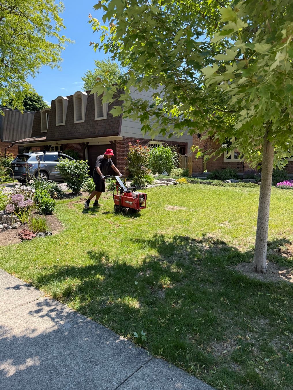 Sod Installation In Centreville Chicopee, Kitchener 1 Thin, patchy corner front lawn under a young maple at a brick home in Centreville Chicopee, Kitchener, sod cutter starting