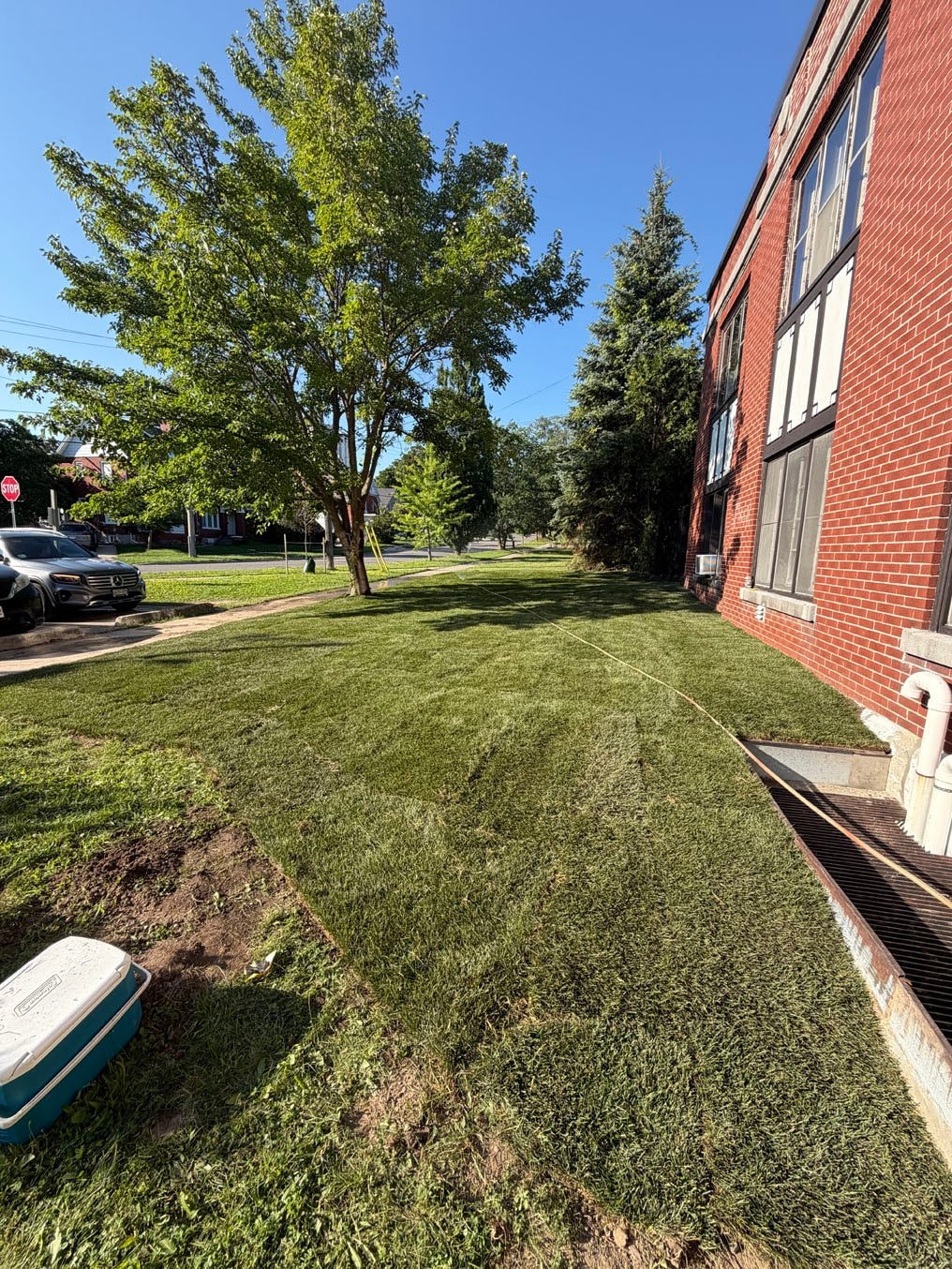 Fresh Kentucky bluegrass sod laid along the brick building in Cherry Hill, Kitchener