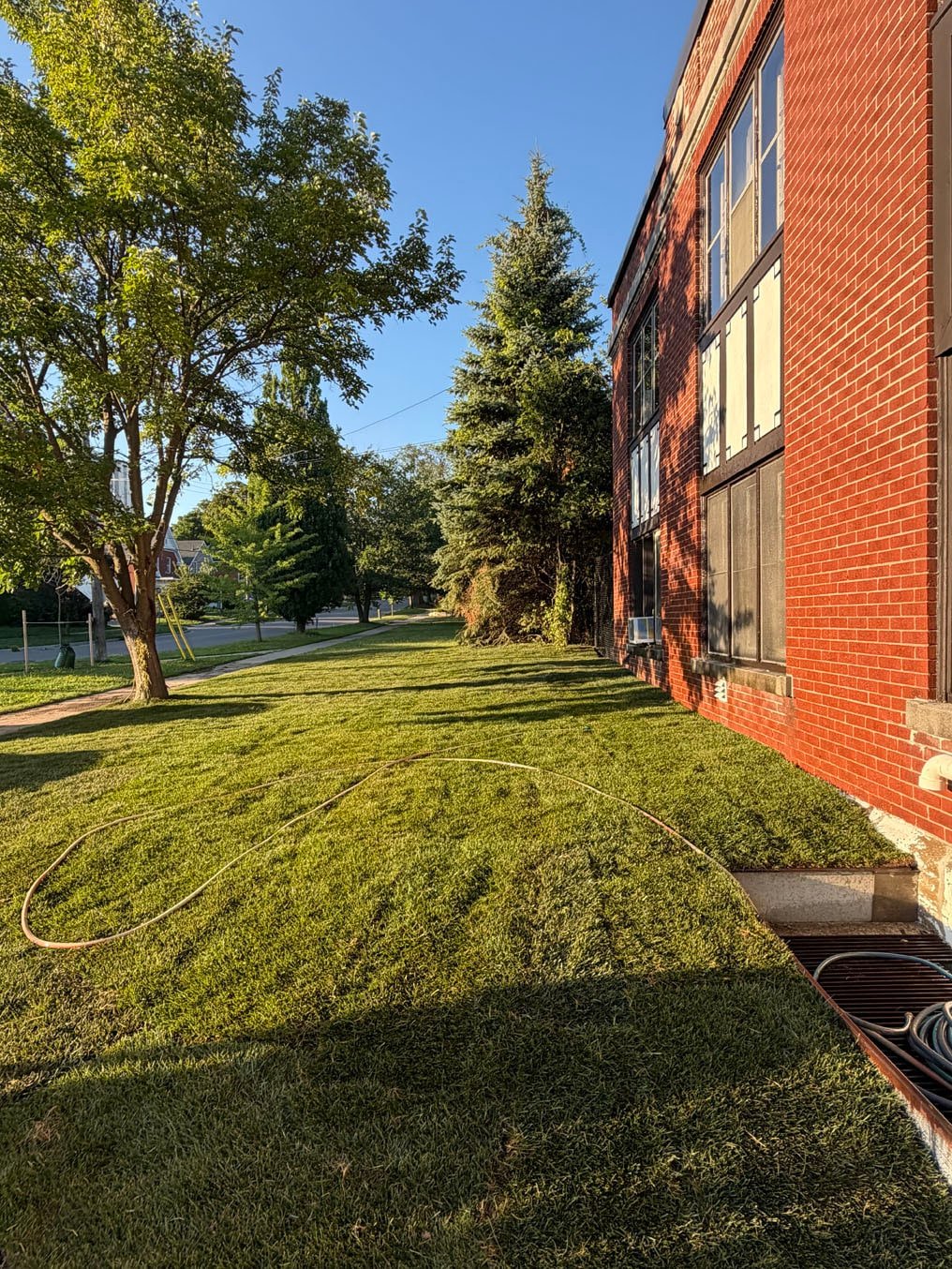 New sod laid under the trees at the far end of the side lawn in Cherry Hill, Kitchener, evening light