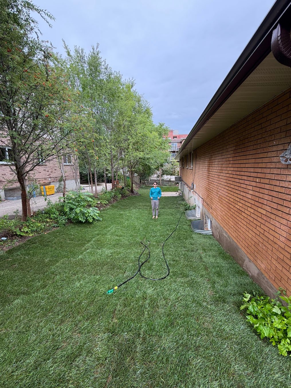 Fresh Kentucky bluegrass sod laid along the brick wall on Columbia Street West, Waterloo, crew watering