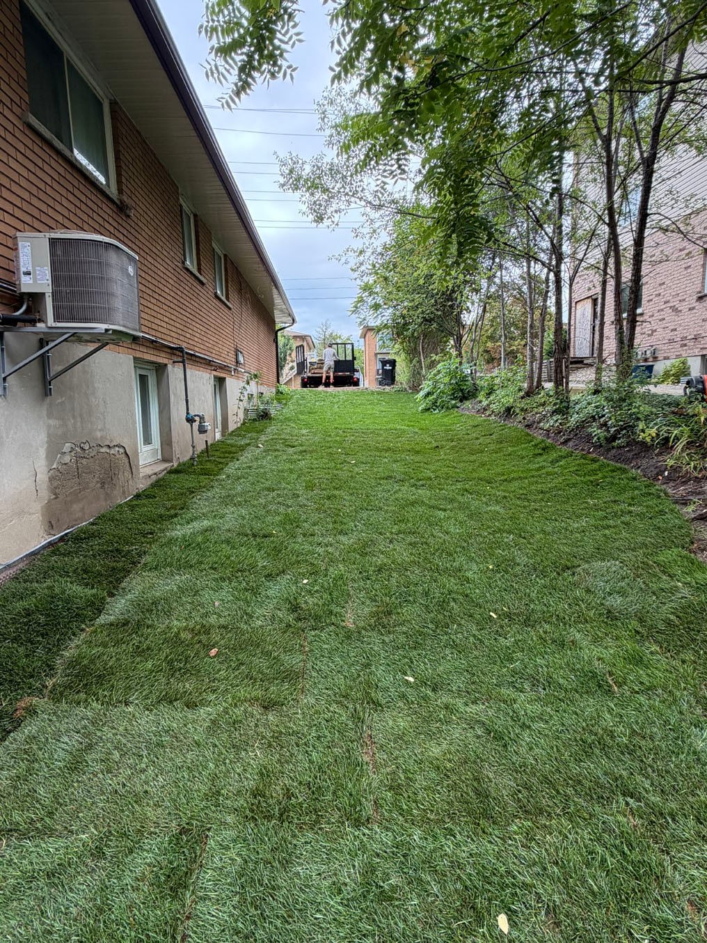 Finished Kentucky bluegrass sod side yard between the brick building and the trees on Columbia Street West, Waterloo