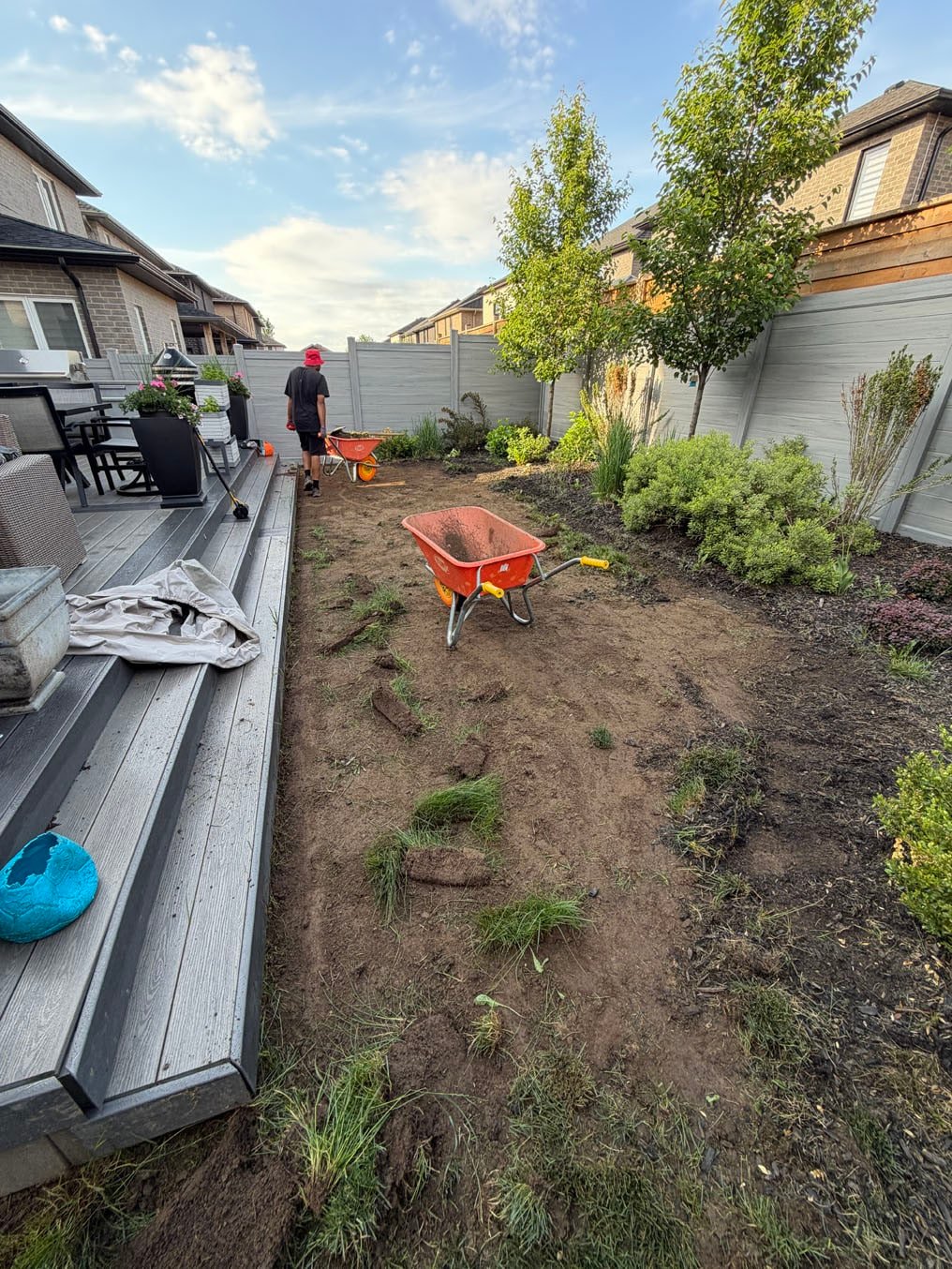 Sod Installation In Doon South, Kitchener 7 Old turf cut out in clumps and loaded into wheelbarrows by the Right On Sod crew in the backyard of the Doon South, Kitchener home