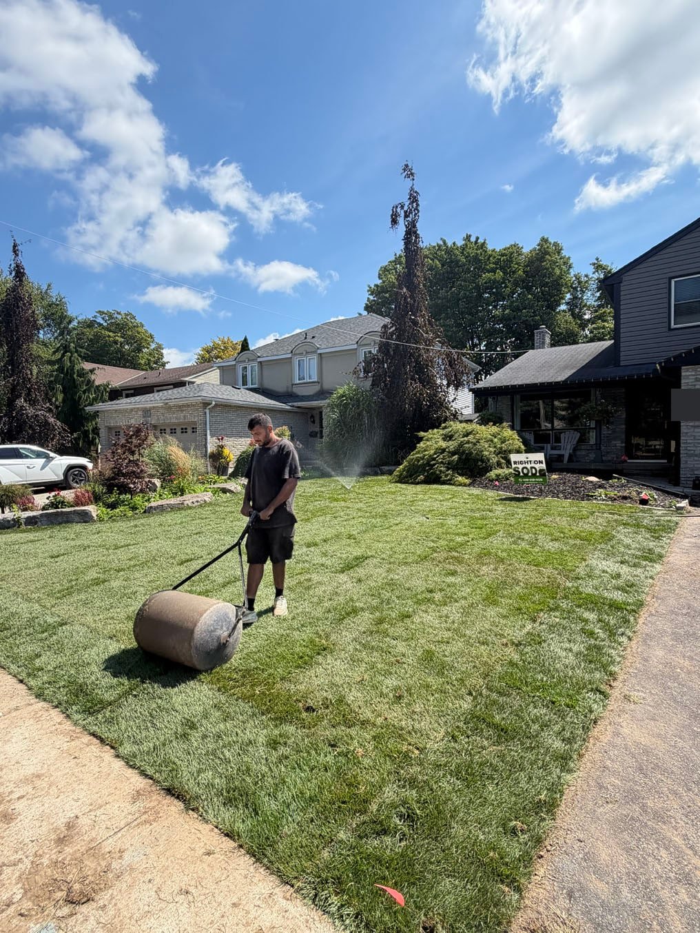 Right On Sod crew member rolling freshly laid Kentucky bluegrass sod with a lawn roller in Forest Heights, Kitchener, sprinkler already running