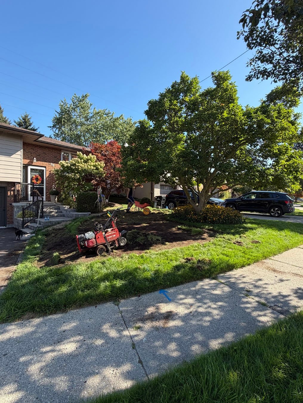 Thin front lawn under a spreading magnolia with a flower bed at a home in Forest Heights, Kitchener, sod cutter on site