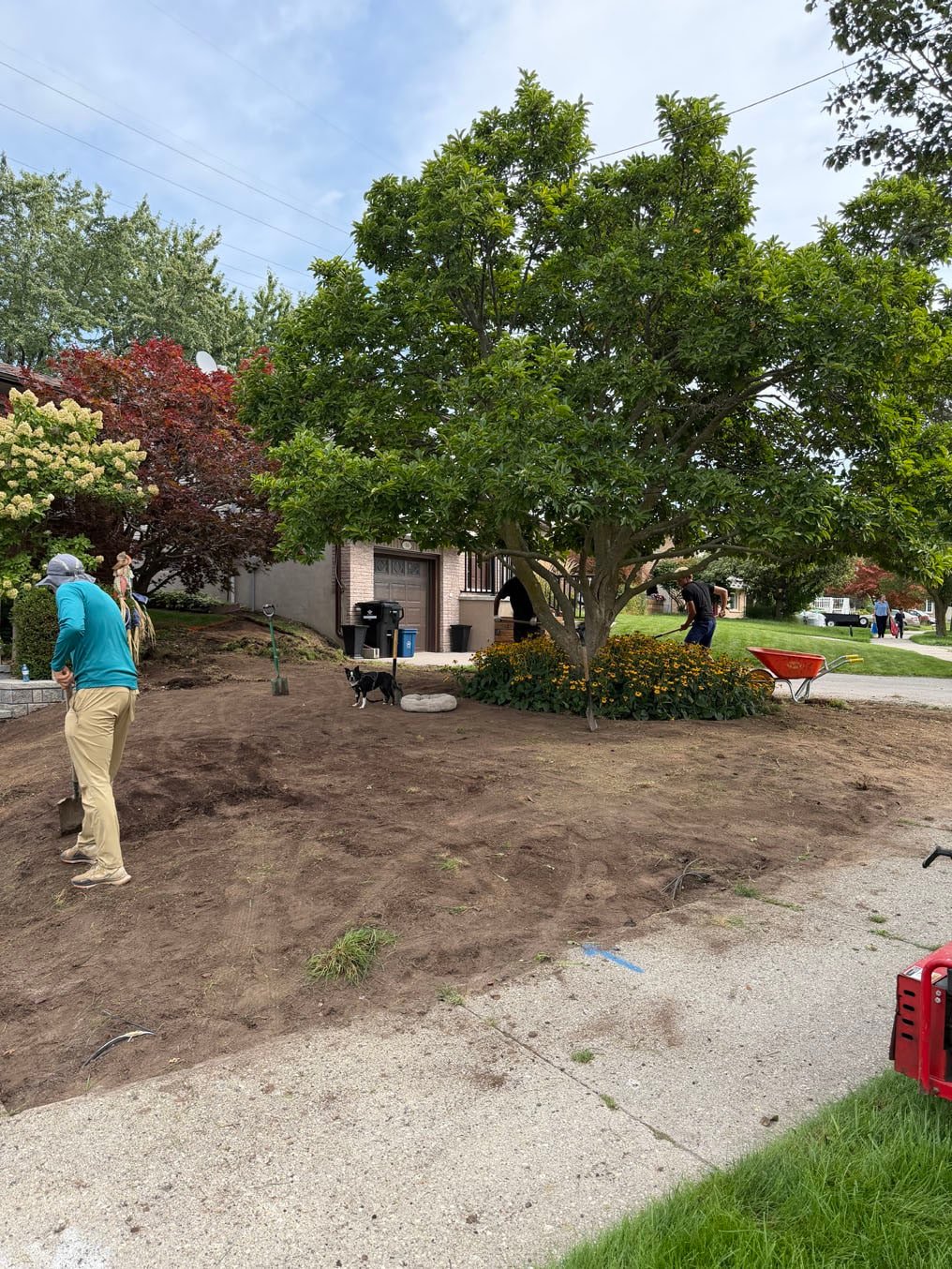 Crew stripping the old turf around the magnolia on a Forest Heights, Kitchener front lawn