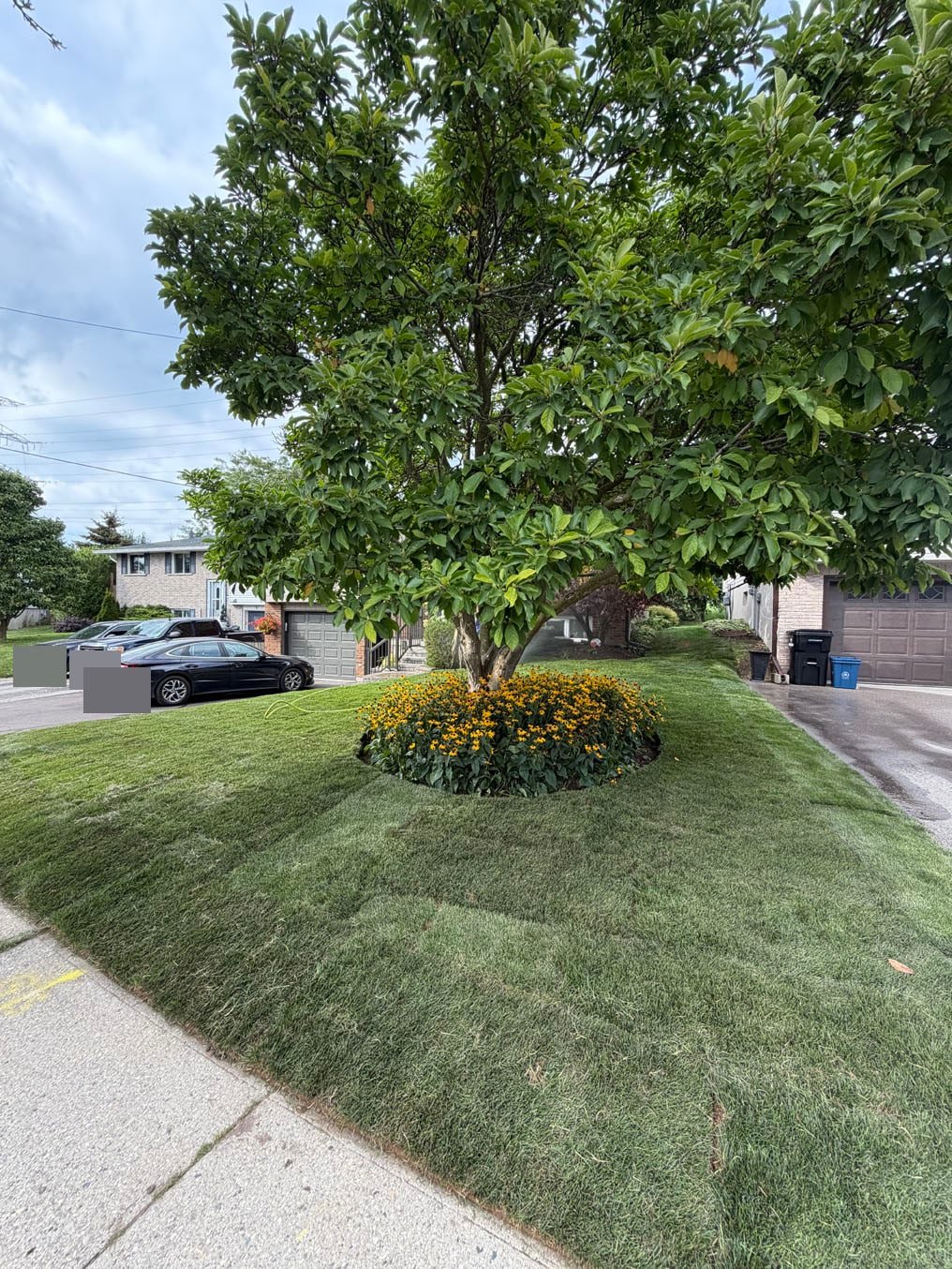 Top Benefits of Sod for a Better Lawn Fast 1 Finished Kentucky bluegrass sod lawn around the magnolia and its flower bed in Forest Heights, Kitchener
