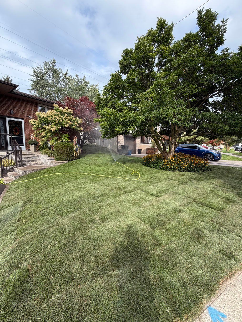 Sprinkler watering in the new sod front lawn beside the driveway in Forest Heights, Kitchener