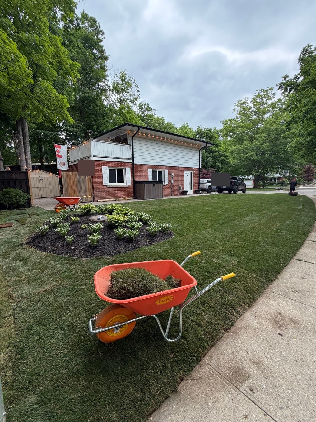 Finished Kentucky bluegrass sod front lawn around the hosta bed with a wheelbarrow of rolls, Forest Hills, Kitchener