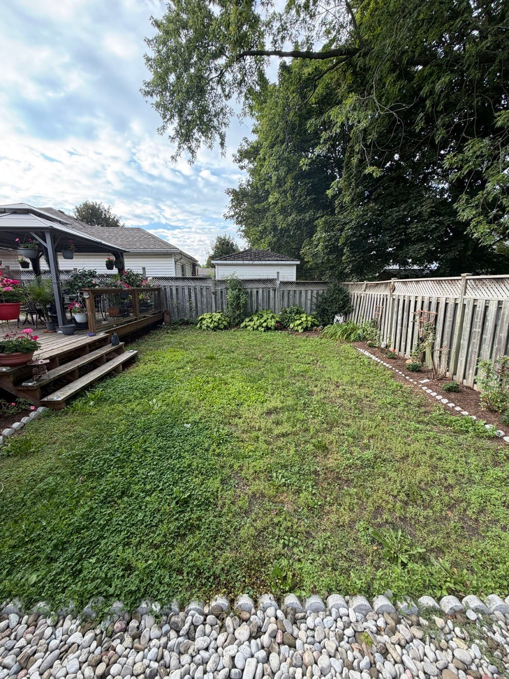 Weedy, patchy back yard lawn between a river-rock border and the fence at a home in Galt, Cambridge, before sod