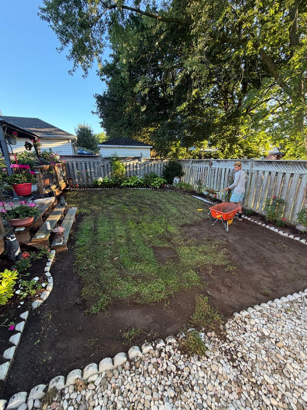 Crew running a sod cutter across the old back yard lawn in Galt, Cambridge, gazebo and deck behind