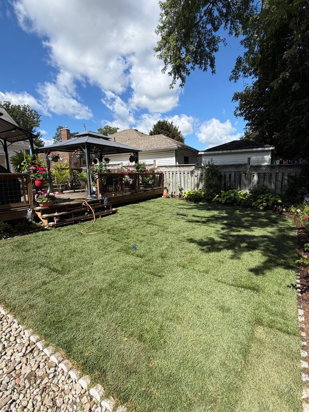 Finished Kentucky bluegrass sod back yard lawn from the deck to the fence in Galt, Cambridge, hose on the lawn