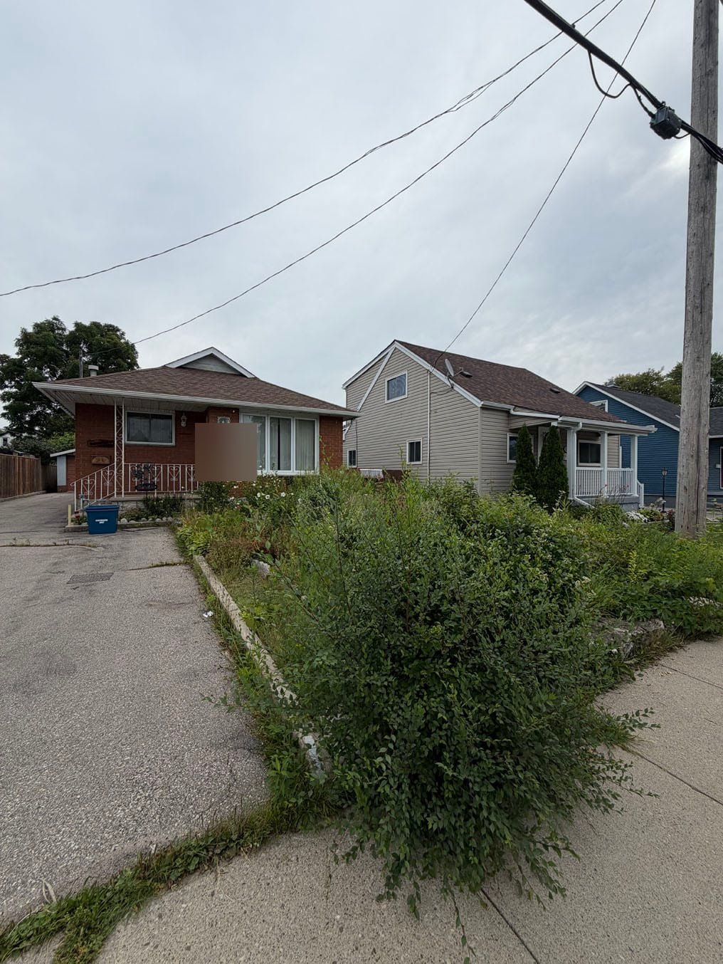Overgrown front yard at a red-brick bungalow in Galt, Cambridge, waist-high weeds and a wild shrub between the driveway and the sidewalk, before the clear-out