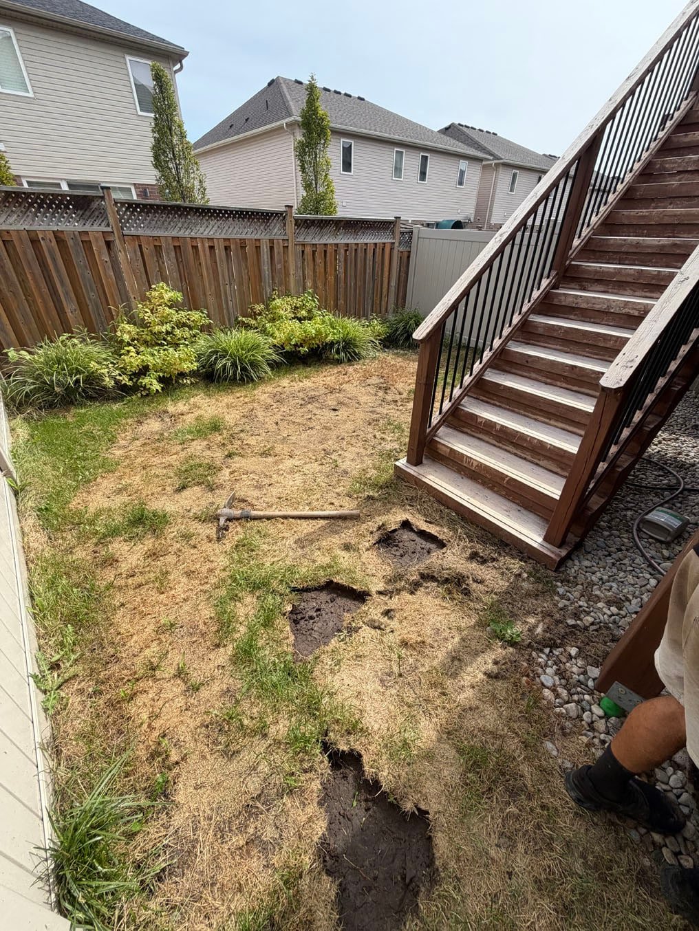 Sod Installation In Grand River South, Kitchener 7 Thin lawn along the fence and shrubs on the morning of the job in Grand River South, Kitchener