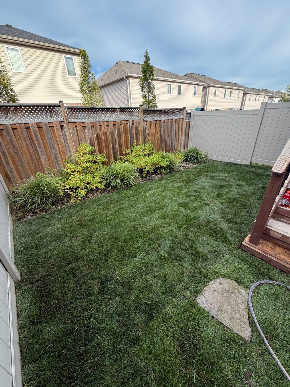 Sod Installation In Grand River South, Kitchener 5 Finished Kentucky bluegrass sod lawn against the fence and shrubs in a Grand River South, Kitchener back yard
