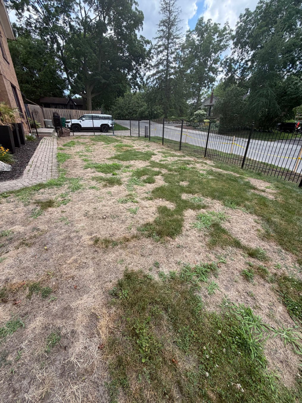 Worn, straw-coloured front lawn inside the iron fence at a brick home in Hespeler, Cambridge, seen on the first visit before sod replacement