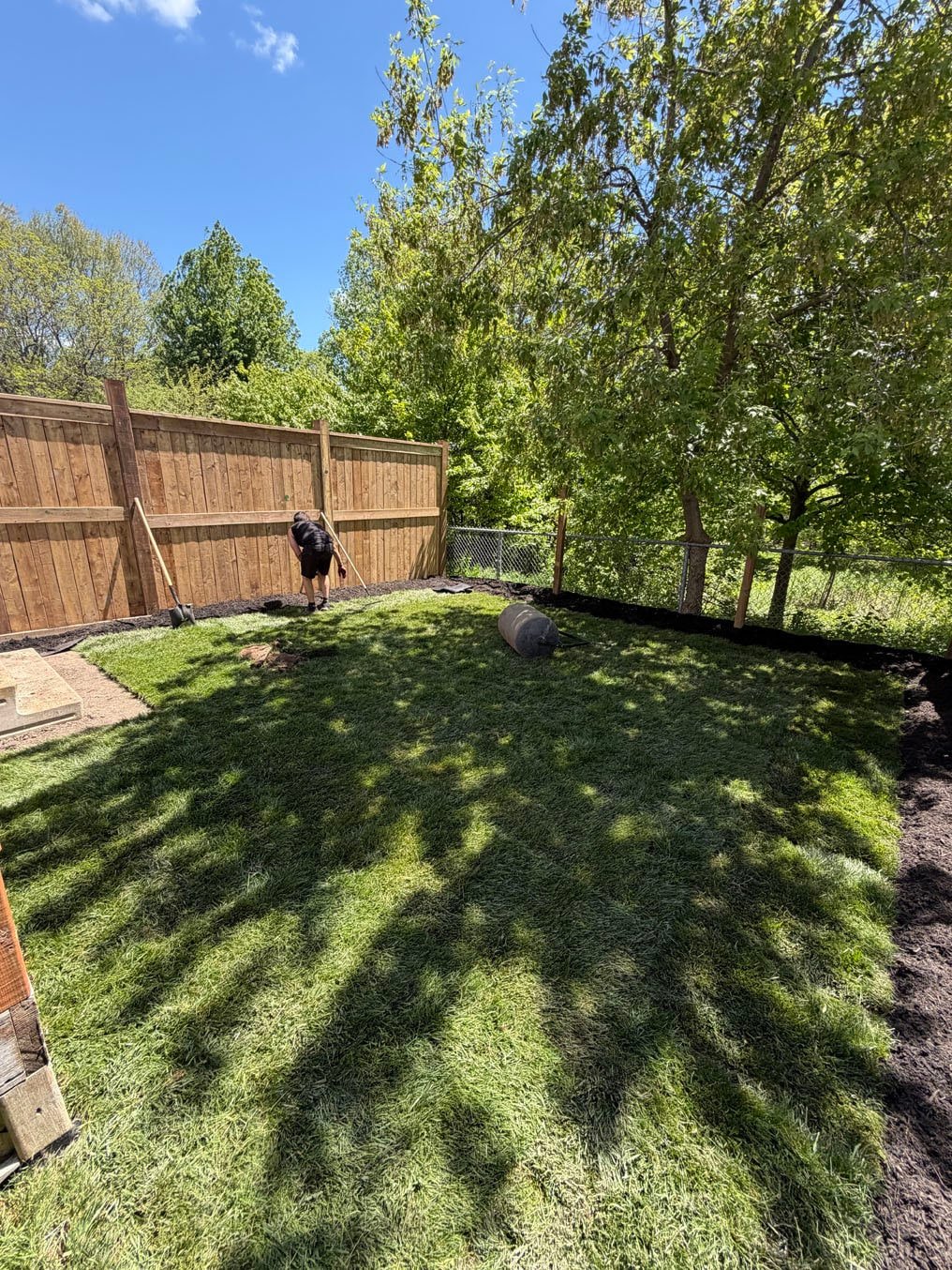 Crew member rolling new Kentucky bluegrass sod firm in a fenced back yard under a maple in Highland West, Kitchener
