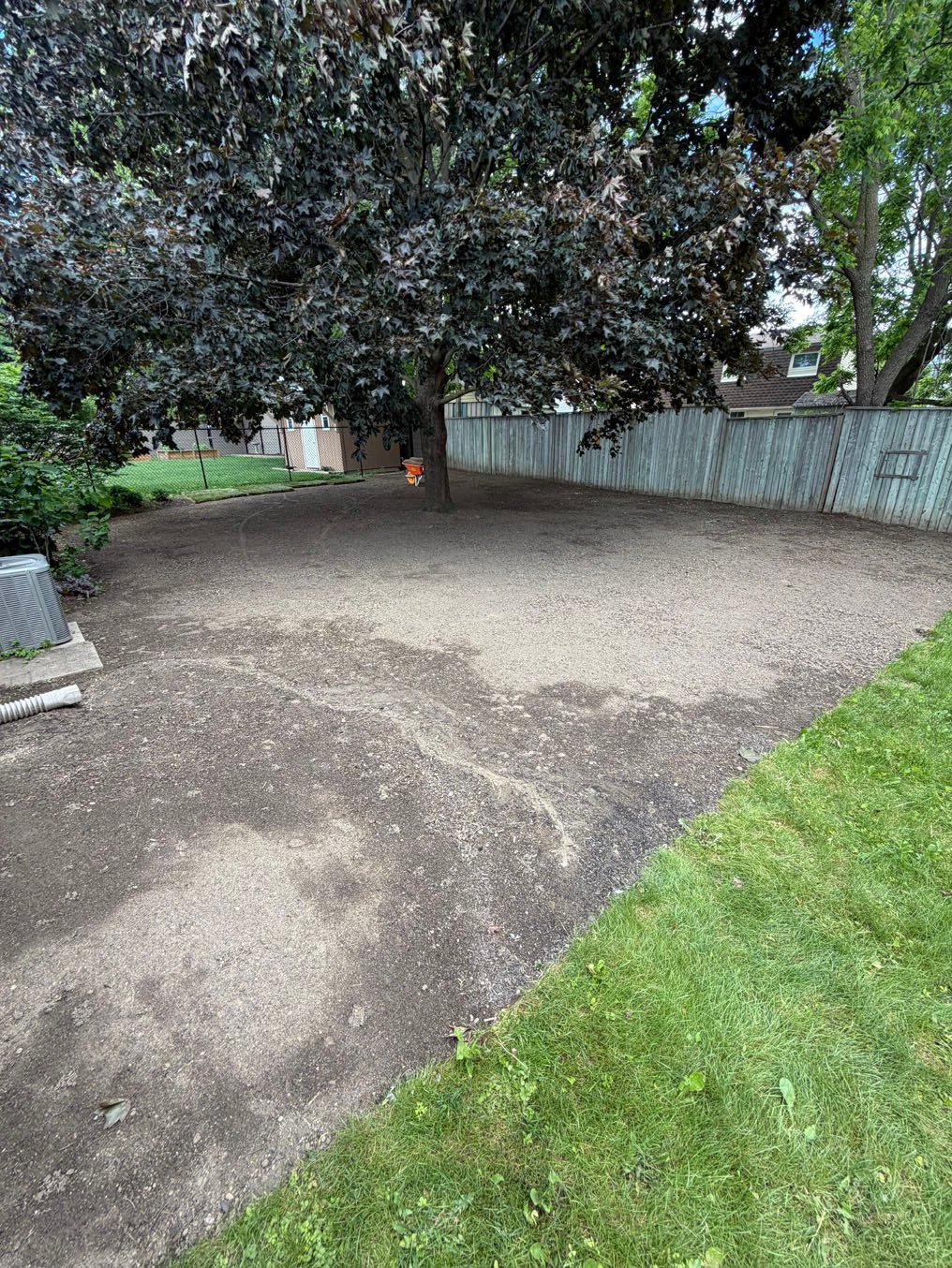 Sod Installation In Lakeshore Village, Waterloo 1 Bare, packed back yard under a purple-leaved maple in Lakeshore Village, Waterloo, the first row of sod laid along the far chain-link fence