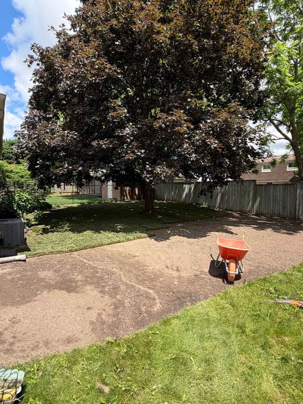 Sod Installation In Lakeshore Village, Waterloo 4 Kentucky bluegrass sod laid across the far half of the back yard around the maple in Lakeshore Village, Waterloo, the near half still bare, wheelbarrow on it