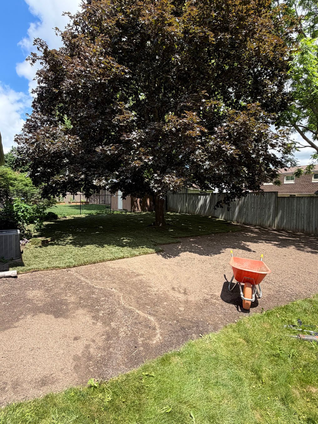 Sod Installation In Lakeshore Village, Waterloo 8 Second angle of the half-laid back yard in Lakeshore Village, Waterloo, new sod fitted around the maple trunk and up to the chain-link fence at the far end