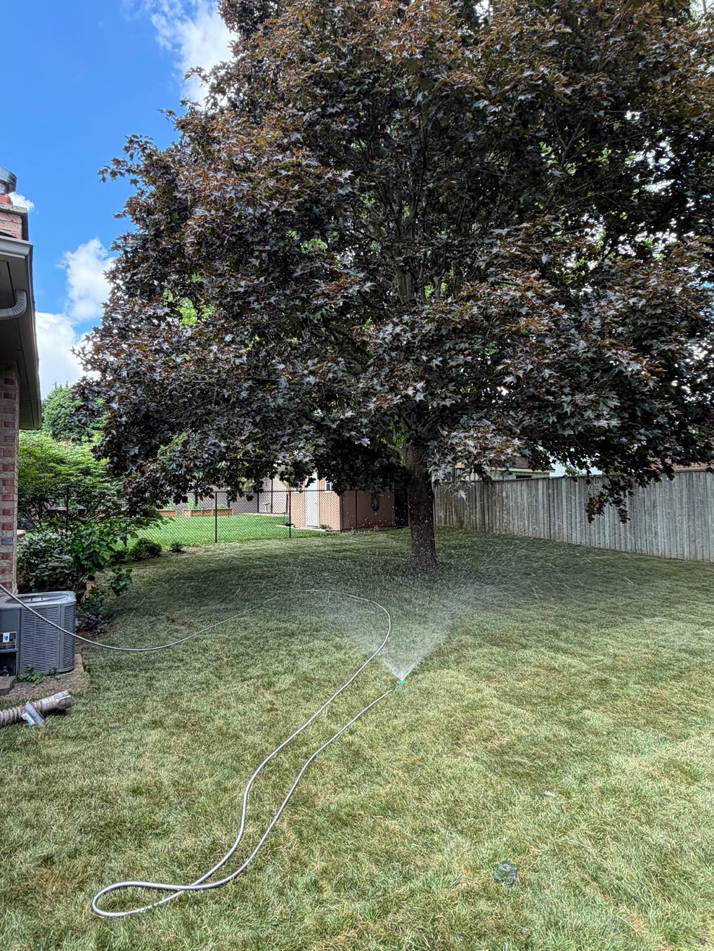 Spring Sod Installation Checklist for Strong Roots 3 Finished back lawn in Lakeshore Village, Waterloo with a sprinkler running in front of the maple and the hose run out from the house wall