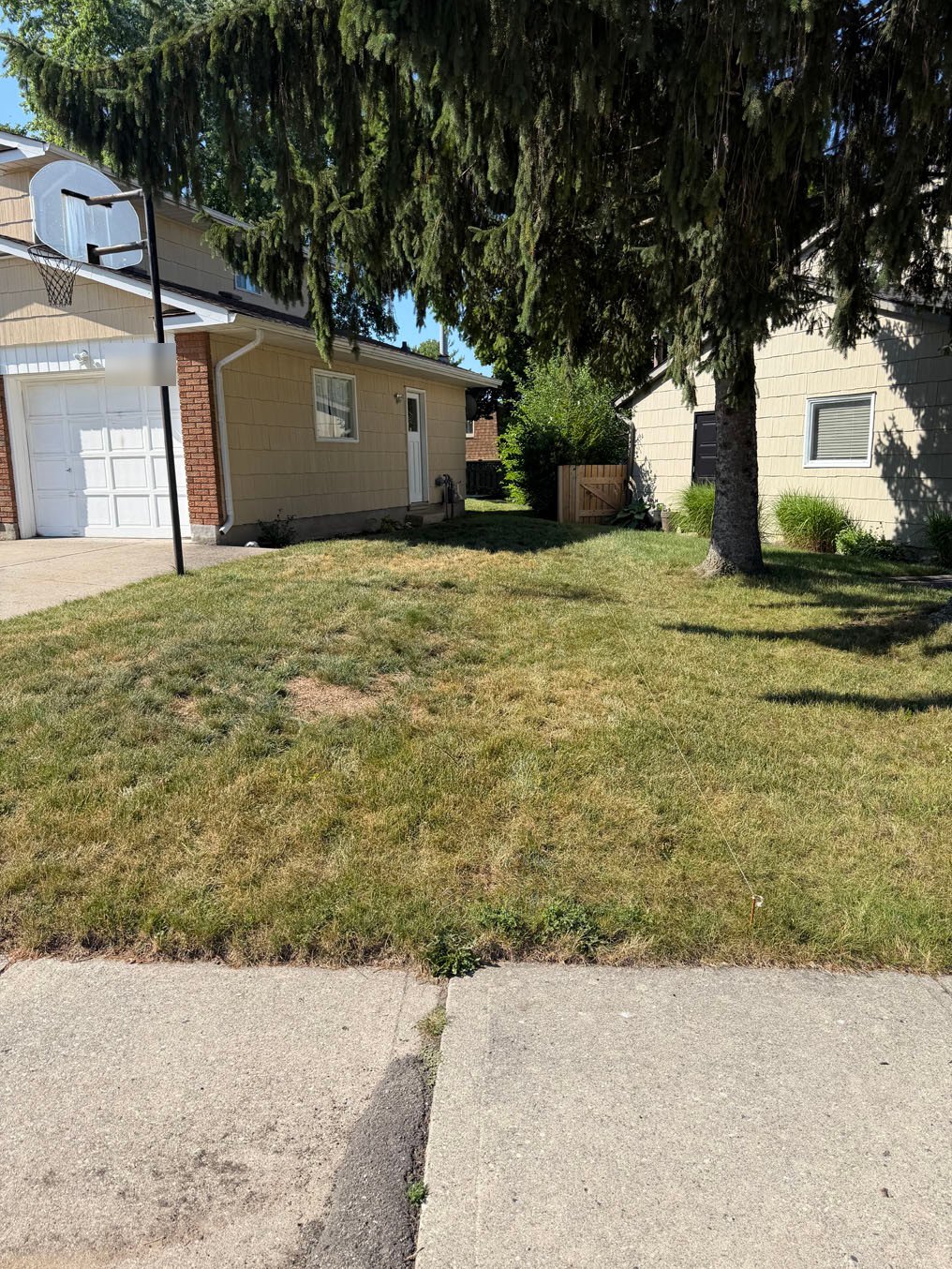 Sod Installation in Laurentian Hills, Kitchener 7 Thin, dried-out grass beside the driveway under a mature spruce in Laurentian Hills, Kitchener, before the old lawn came out