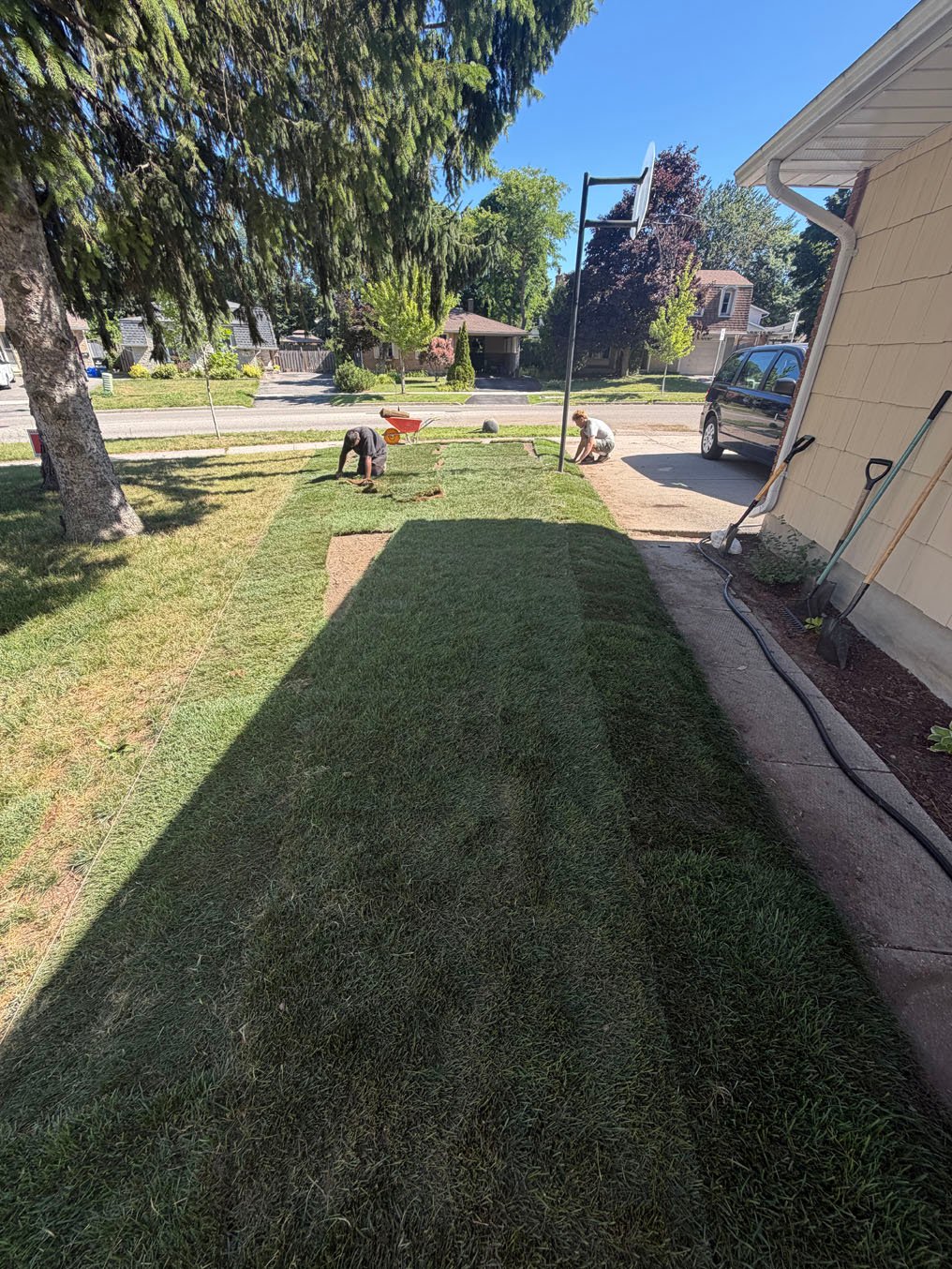 Sod Installation in Laurentian Hills, Kitchener 10 First rolls of Kentucky bluegrass sod laid along the driveway side of the Laurentian Hills, Kitchener lawn