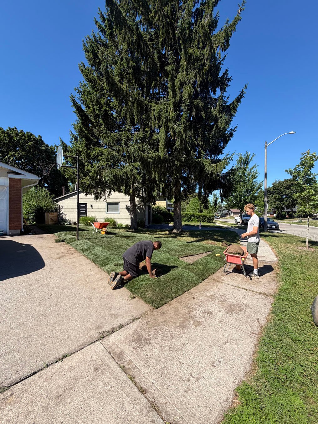 Sod Installation in Laurentian Hills, Kitchener 12 Right On Sod crew laying sod rolls at the sidewalk edge under the spruce in Laurentian Hills, Kitchener