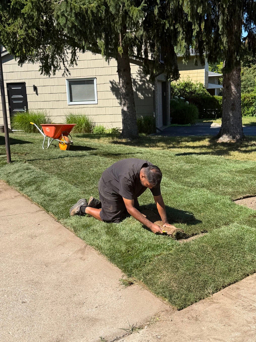 Sod Installation in Laurentian Hills, Kitchener 13 Installer fitting a roll of sod tight to the sidewalk in Laurentian Hills, Kitchener, wheelbarrow of rolls behind
