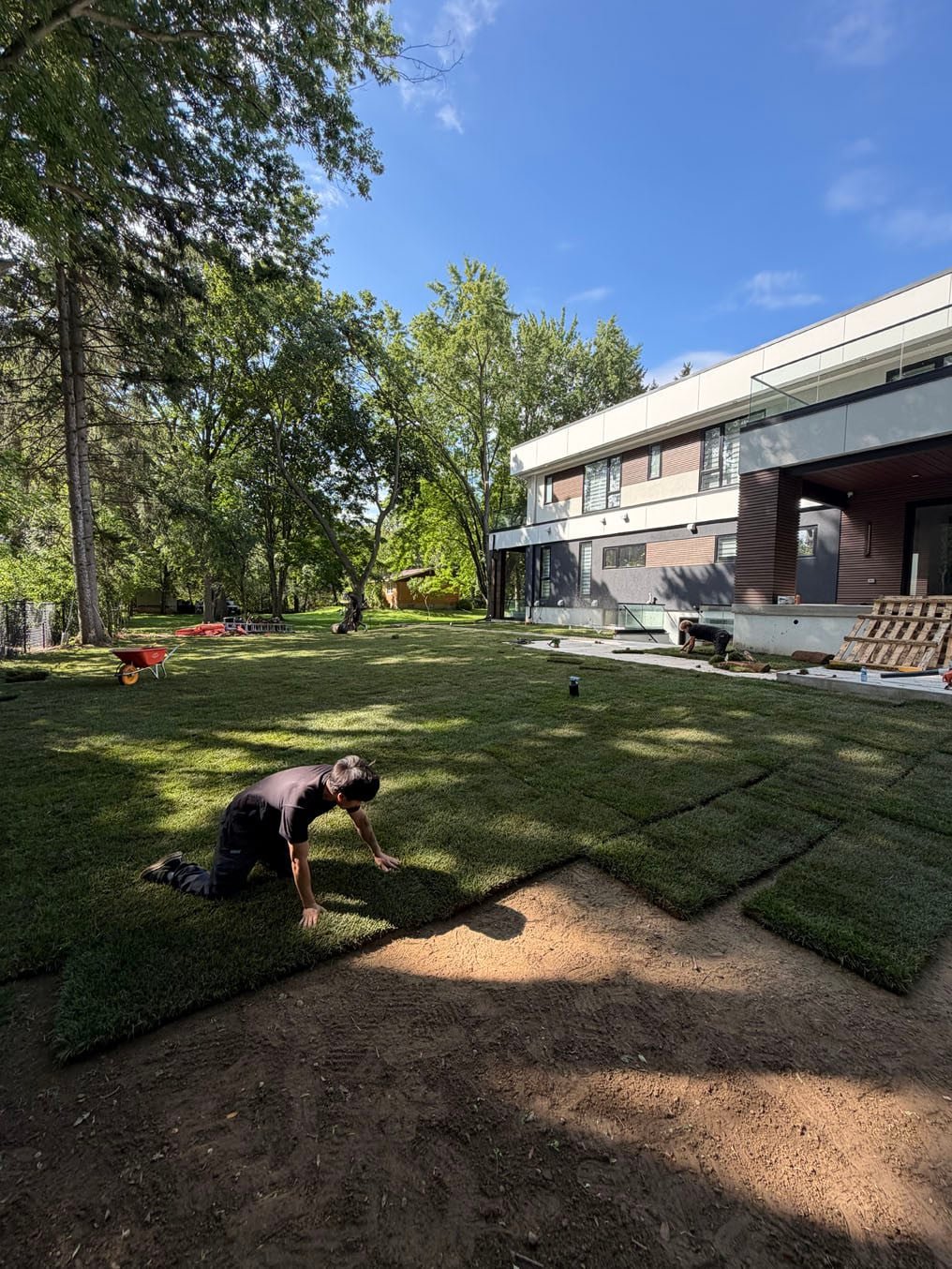 Sod Prices 6 Right On Sod installer on his knees fitting a roll of sod into the back lawn on Lexington Crescent, Waterloo