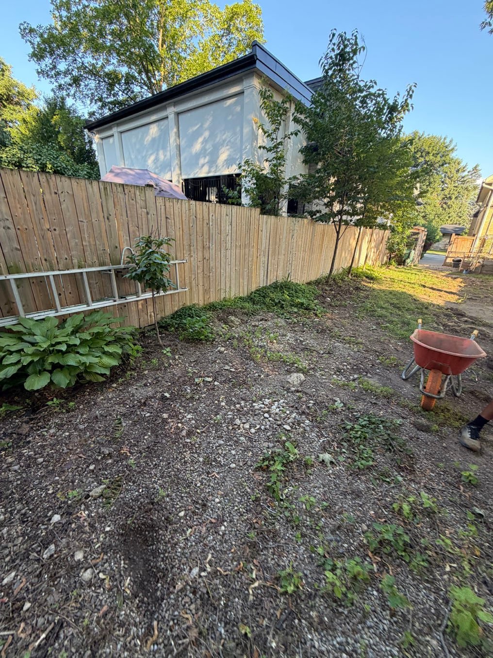 Weedy, sloping back yard with a wheelbarrow between the fences at a home in Old University, Guelph, before sod