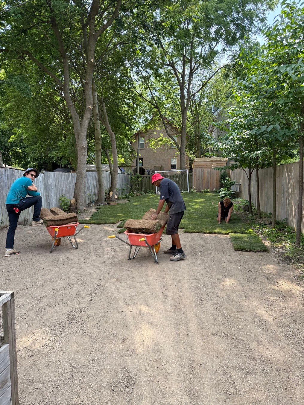 Crew laying Kentucky bluegrass sod rolls from two wheelbarrows across the back yard in Old University, Guelph
