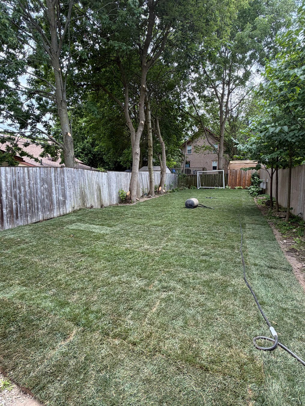 New sod laid across the back yard to the soccer net with the hose out, Old University, Guelph