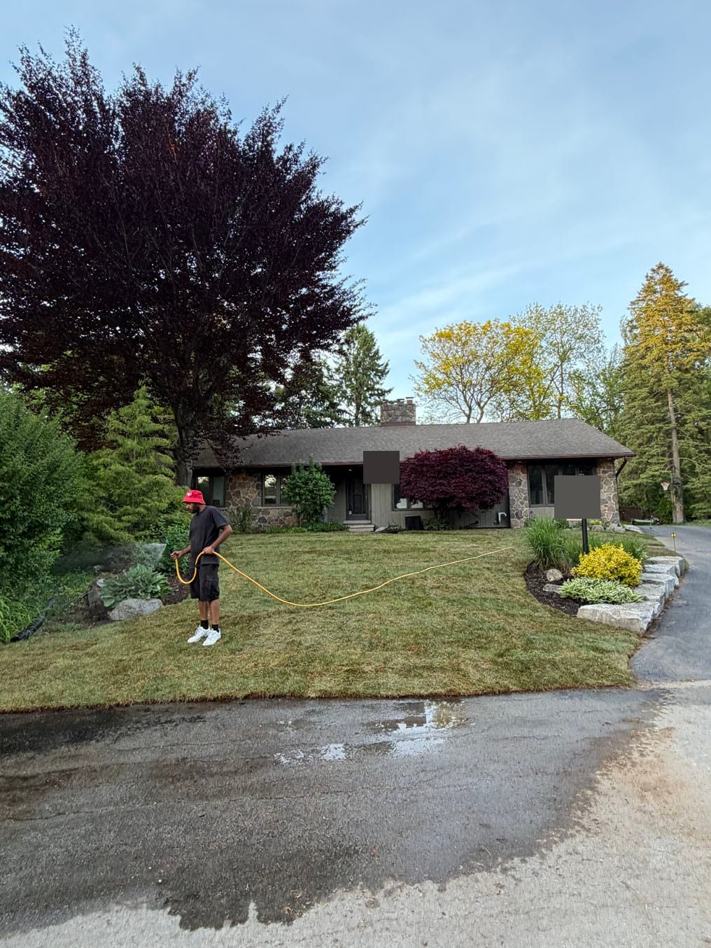 Front Lawn Sod Replacement In Pioneer Tower West, Kitchener 5 Crew member watering in the new Kentucky bluegrass sod under the maple at dusk, Pioneer Tower West, Kitchener