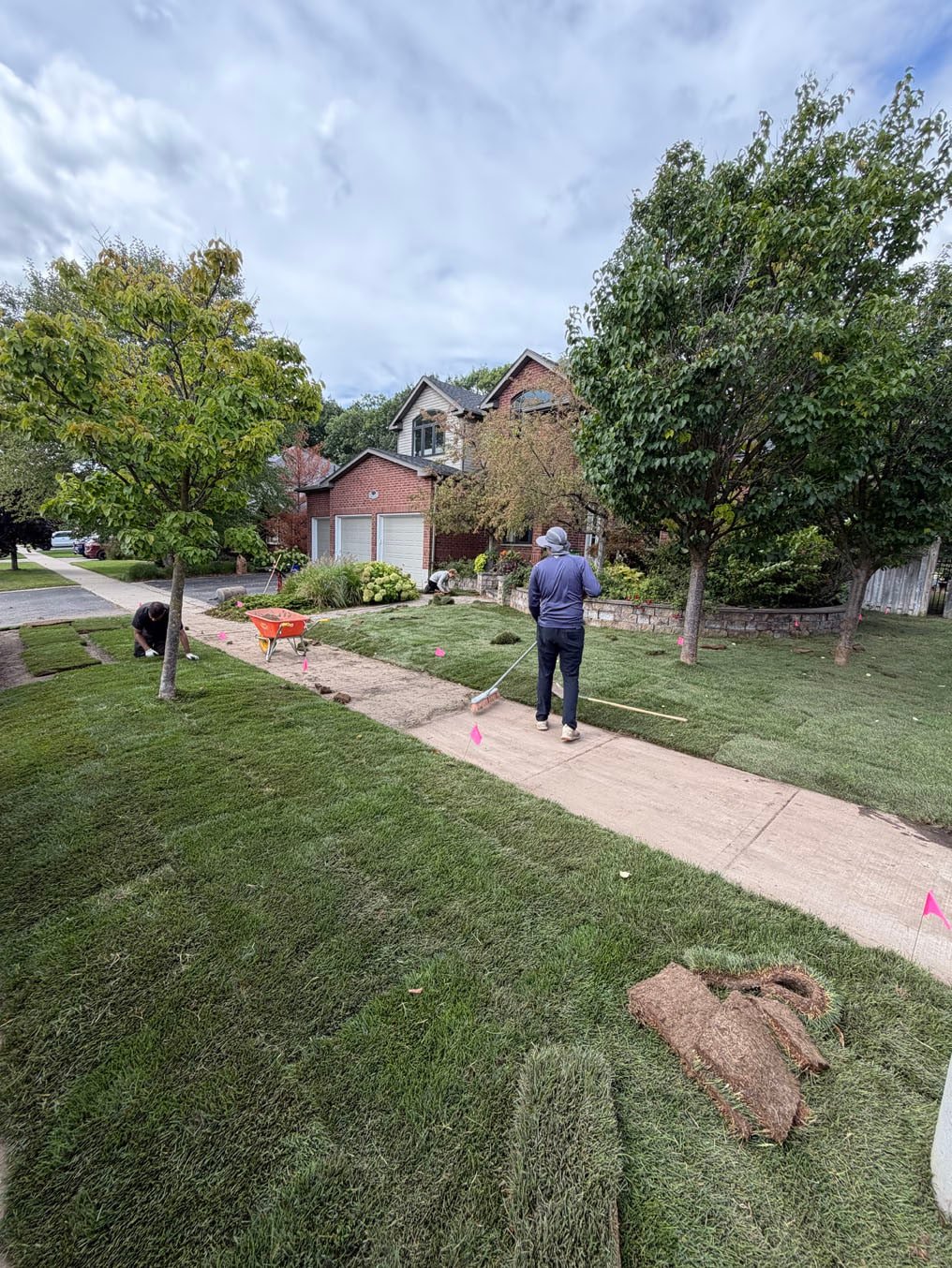 Sod Installation Pioneer Tower West 3 Crew laying the first Kentucky bluegrass sod rolls on the boulevard beside the sidewalk, Pioneer Tower West, Kitchener