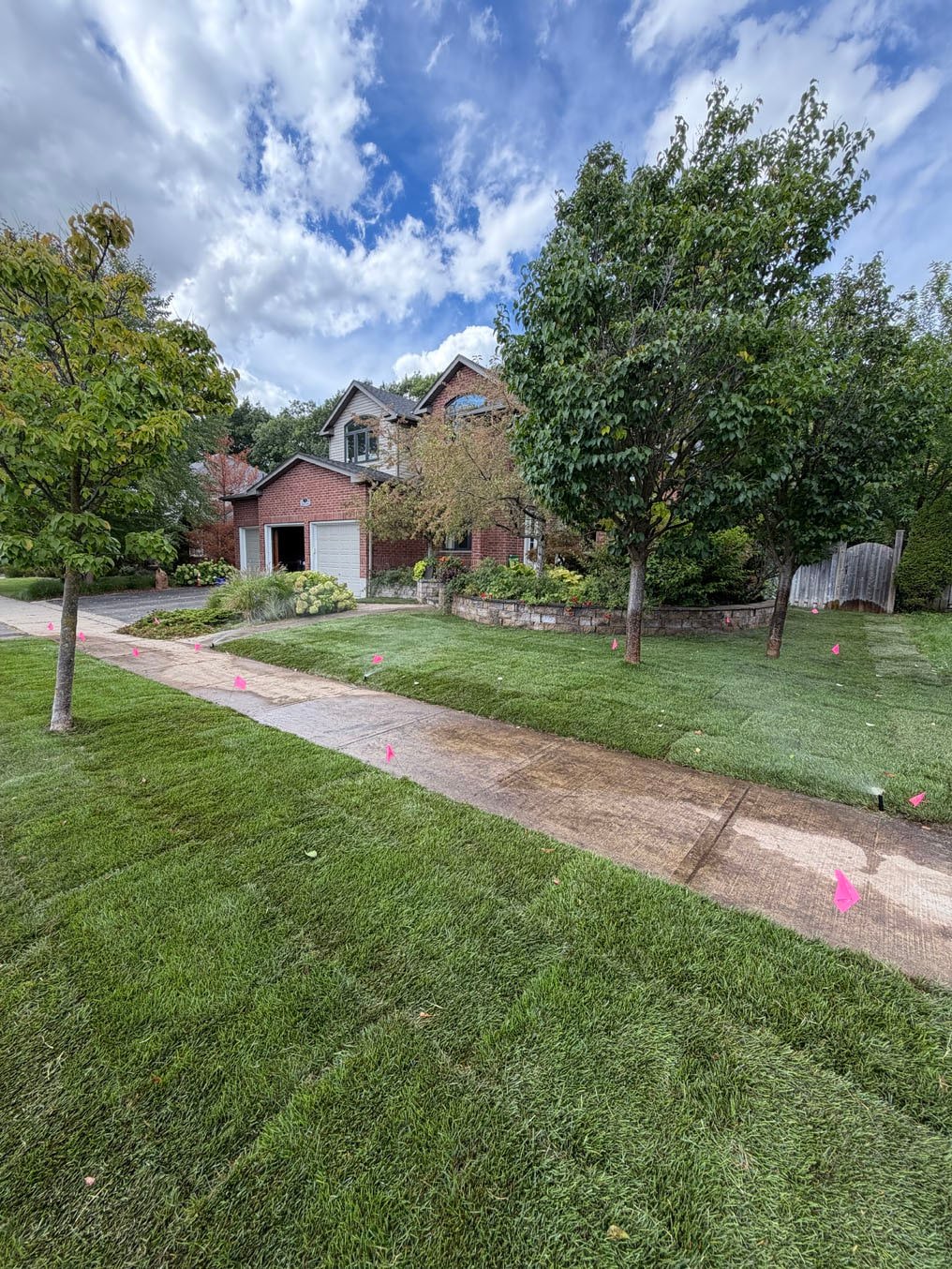 New sod laid to the driveway and watered in, marker flags still up, Pioneer Tower West, Kitchener