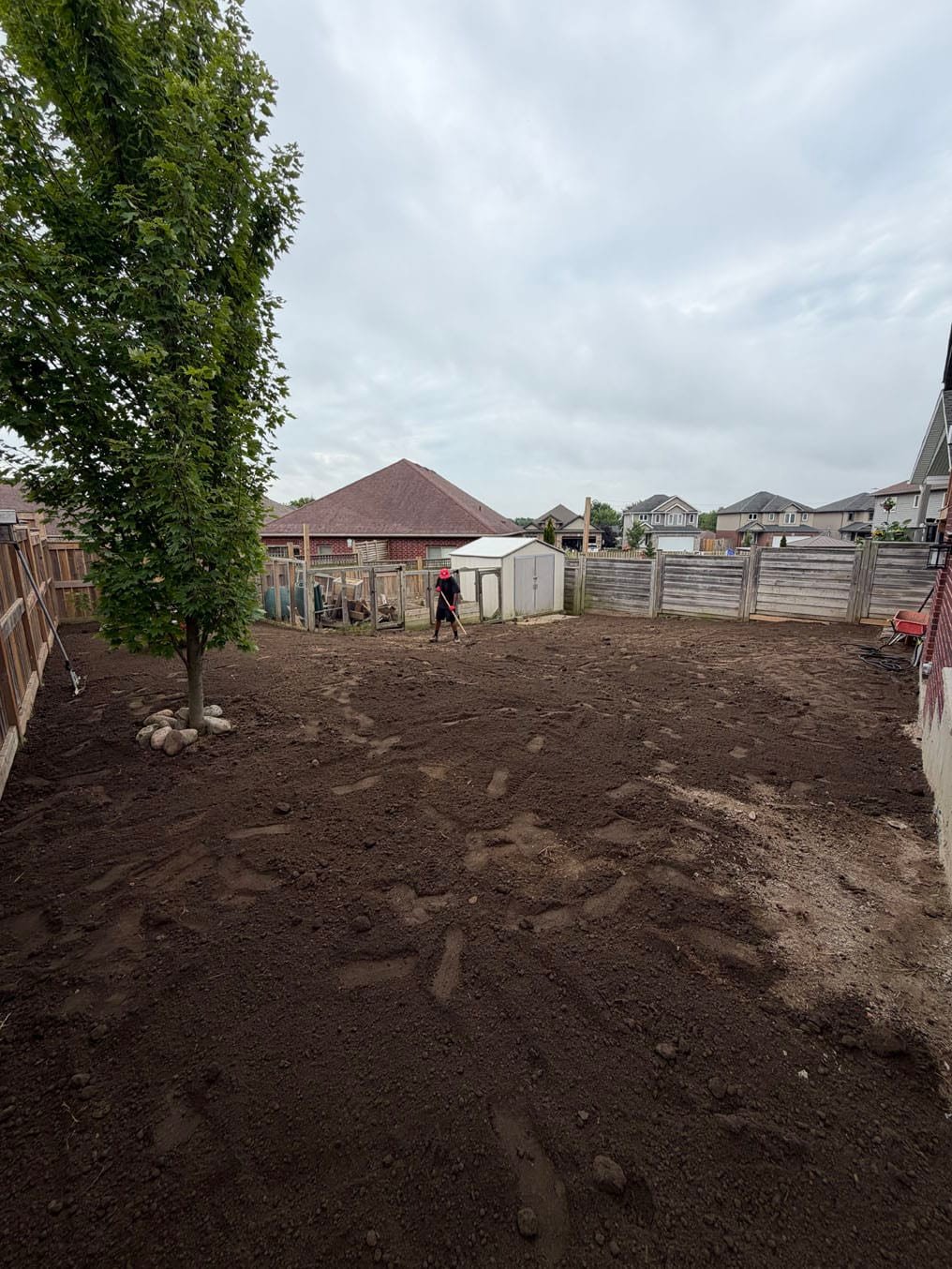 Sod Installation In Plattsville, Ontario 9 Fresh topsoil spread across a stripped backyard around a young tree, a crew member raking by the shed, Plattsville, Ontario