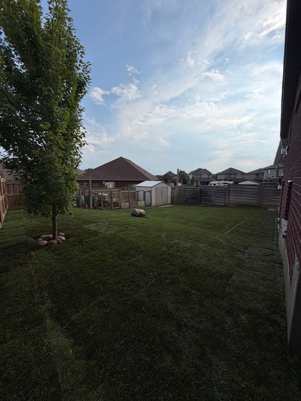 New Kentucky bluegrass sod across a fenced backyard around a young tree, lawn roller and hose on the lawn, Plattsville, Ontario