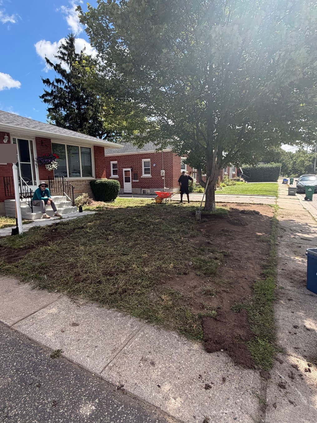 What Is Included in Sod Installation? 1 Old turf cut into strips and peeled back around the maple and along the sidewalk at the Preston, Cambridge front lawn, tear-out under way