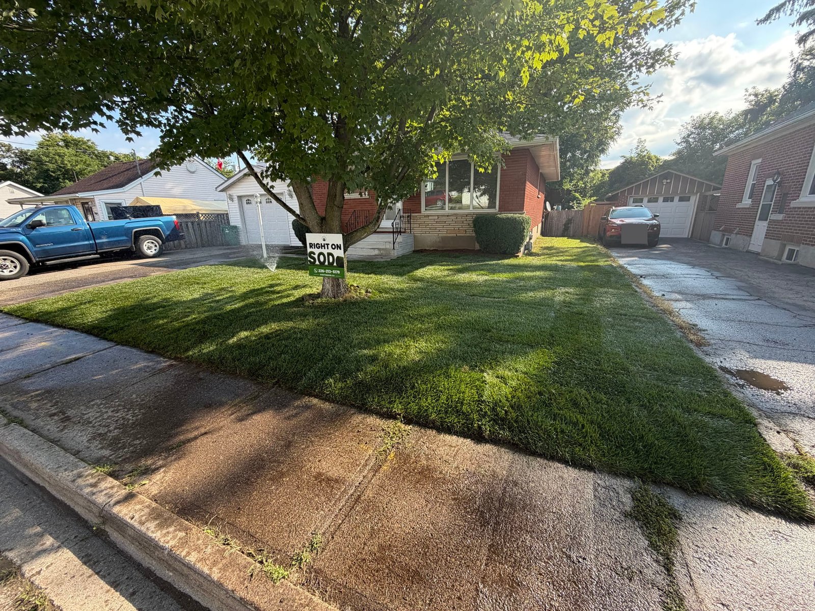 What Is Included in Sod Installation? 3 New Kentucky bluegrass sod across the front lawn of the Preston, Cambridge bungalow, sprinkler running under the maple the morning after the cut-out