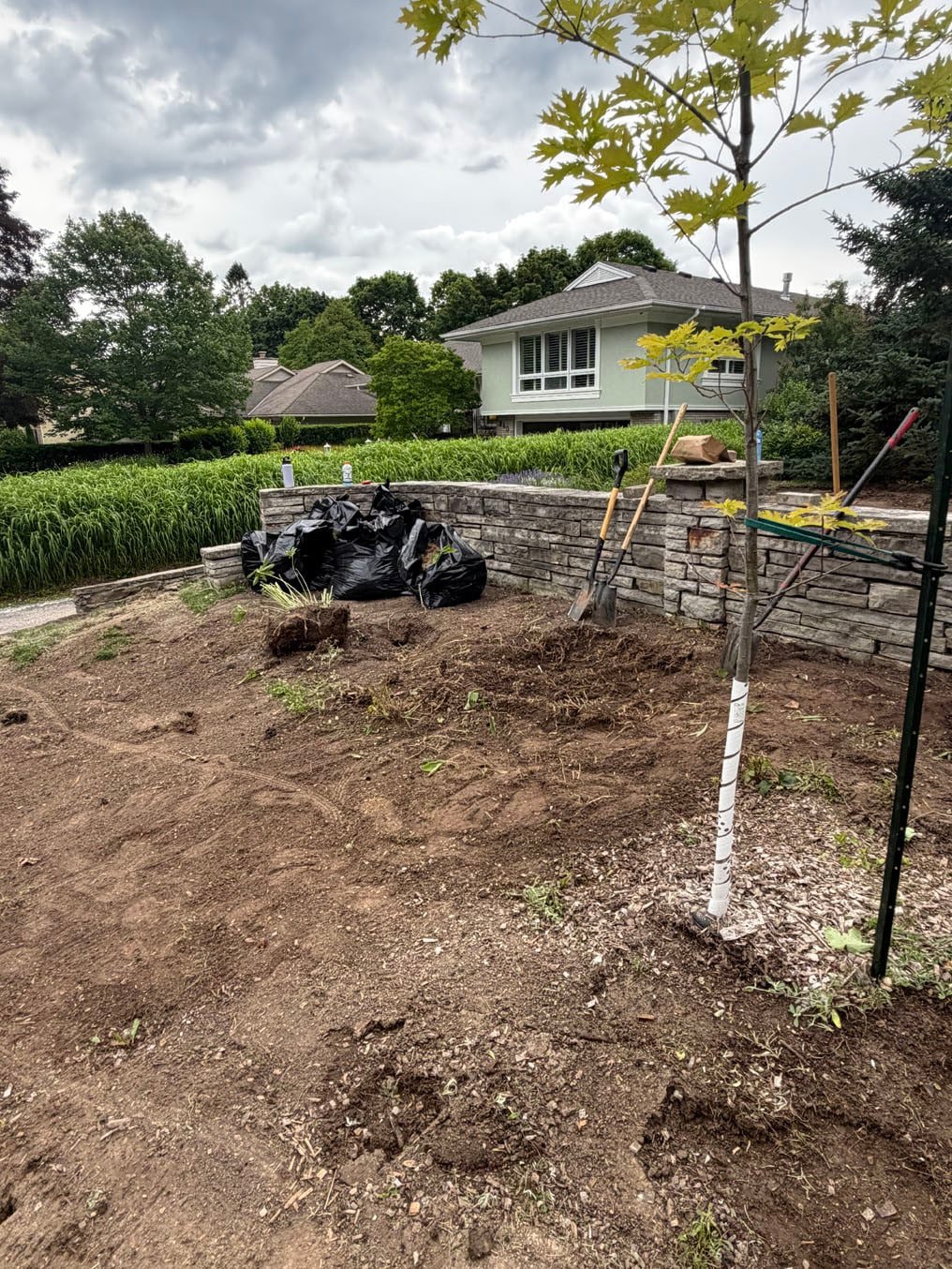 Sod Installation On Stanley Drive, Waterloo 1 Bare soil graded around a young tree above a natural-stone retaining wall on Stanley Drive, Waterloo