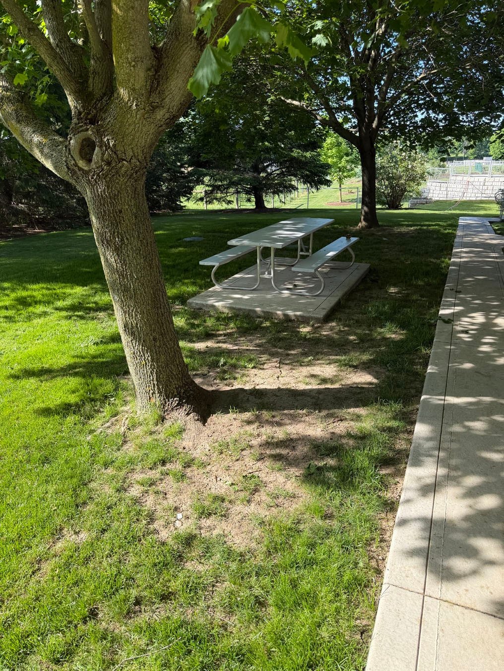 Sod Replacement In Wellesley Township, Ontario 1 Bare, dry dirt under a mature tree and in front of a picnic table beside a long concrete walkway in Wellesley Township, Ontario, before sod