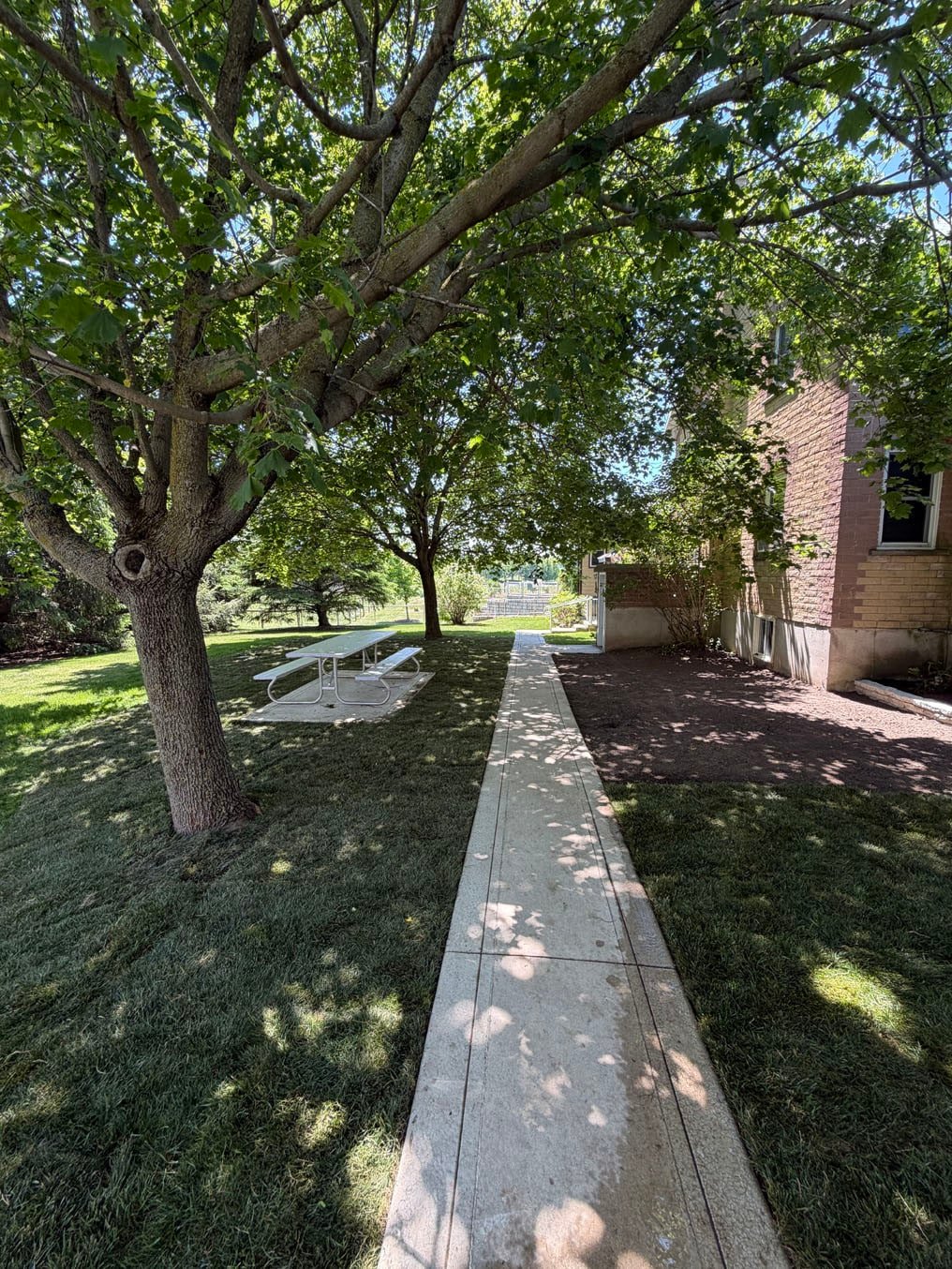 Sod Replacement In Wellesley Township, Ontario 4 Finished Kentucky bluegrass sod lawn around the tree and the picnic table beside a concrete walkway in Wellesley Township, Ontario