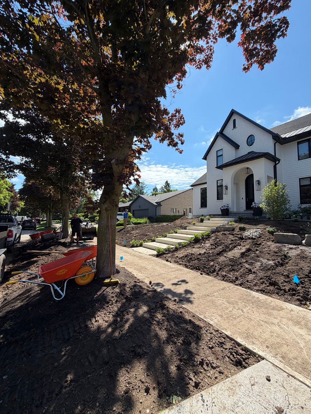 Front Lawn Sod Replacement In Westmount, Kitchener 9 Graded topsoil bed around the maple with a wheelbarrow, Westmount, Kitchener, before the sod goes down