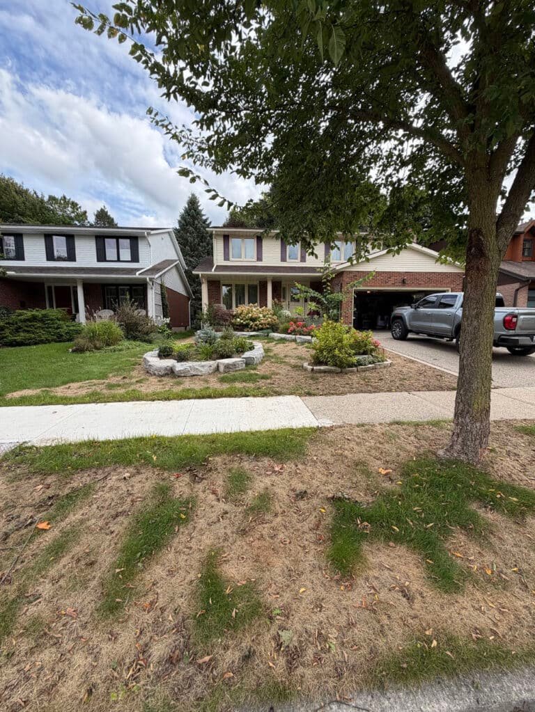 Front lawn and boulevard on Woodbend Crescent, Waterloo, still thin and dry on 10 September, the afternoon the tear-out began