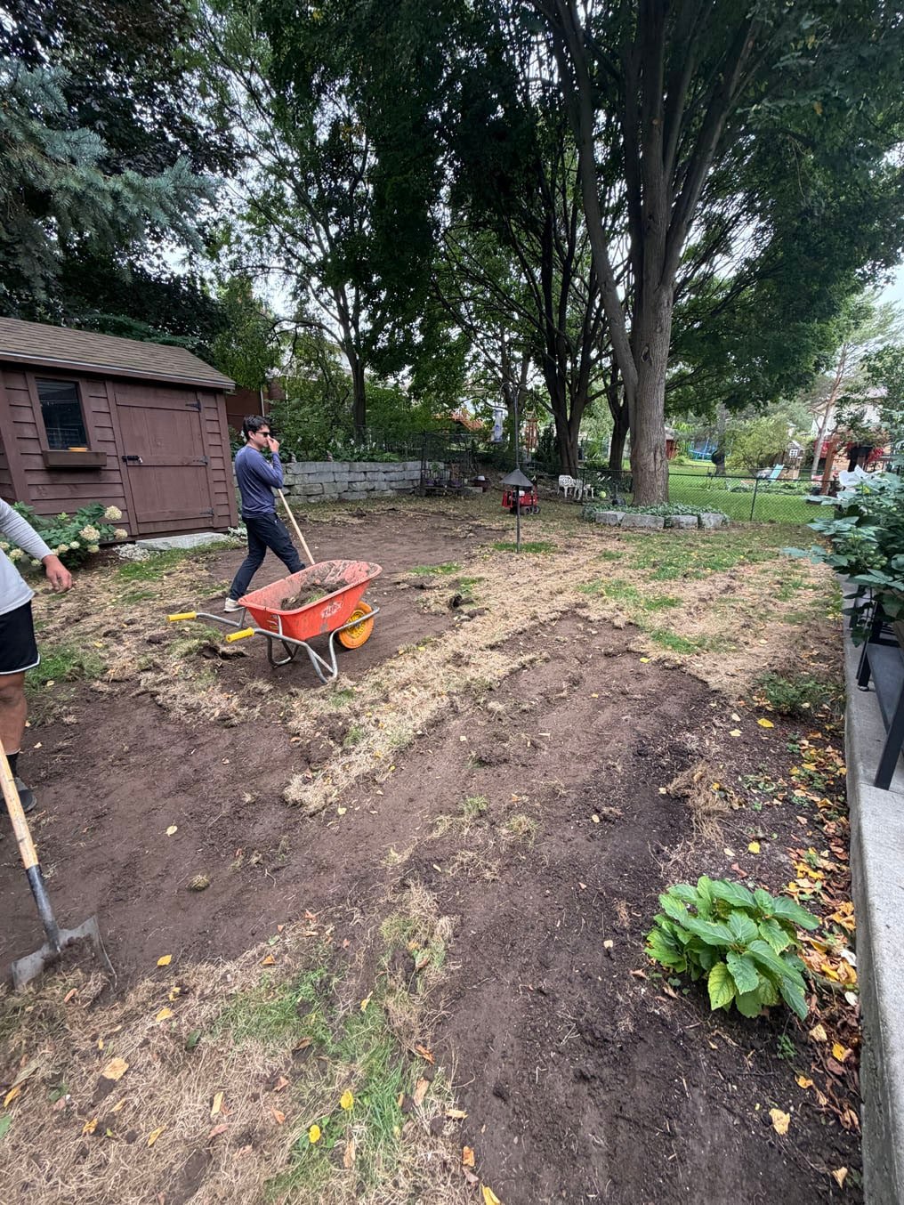 Right On Sod crew barrowing cut turf out of the stripped backyard on Woodbend Crescent, Waterloo, on tear-out day