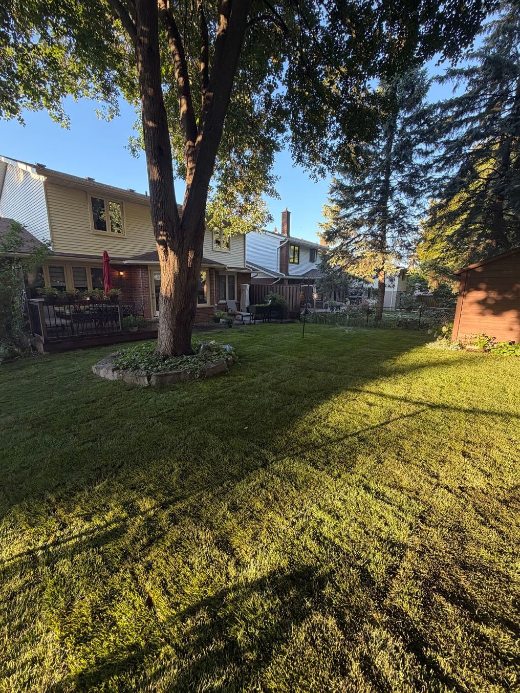 New Kentucky bluegrass sod laid across the backyard and fitted around the stone ring at the maple on Woodbend Crescent, Waterloo